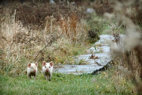 我們的環(huán)境會好嗎？——“數(shù)說”大氣、水、土壤污染防治三大戰(zhàn)役